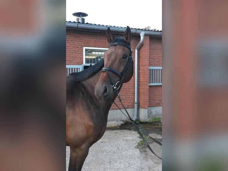 Holsteiner Ruin 9 Jaar 168 cm Donkerbruin in Neumünster