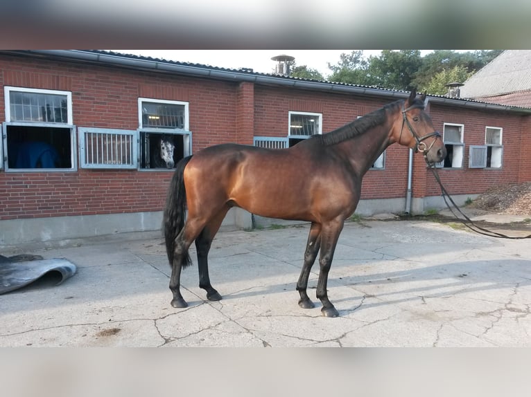 Holsteiner Ruin 9 Jaar 168 cm Donkerbruin in Neumünster