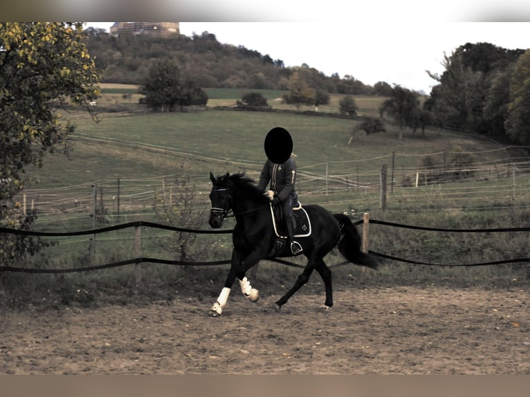 Holsteiner Ruin 9 Jaar 168 cm Zwartbruin in Otzberg