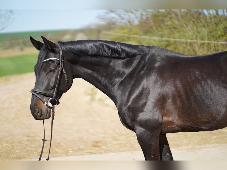 Holsteiner Ruin 9 Jaar 168 cm Zwartbruin in Otzberg