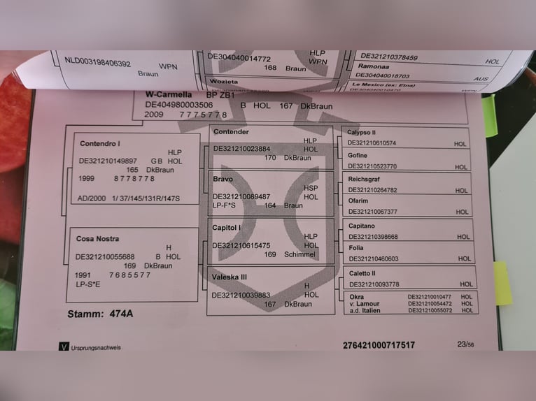 Holsteiner Ruin 9 Jaar 168 cm Zwartbruin in Otzberg