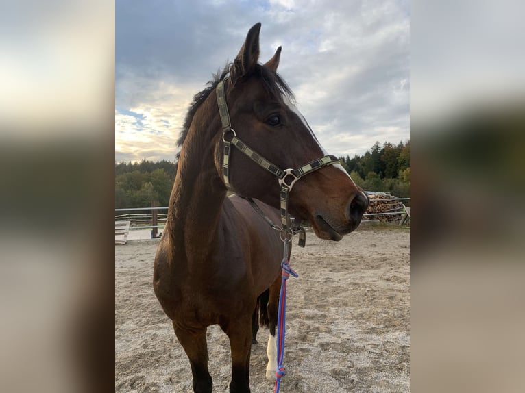 Holsteiner Ruin 9 Jaar 170 cm Bruin in Traunstein