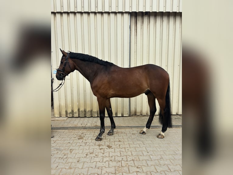 Holsteiner Ruin 9 Jaar 170 cm Bruin in Aurach