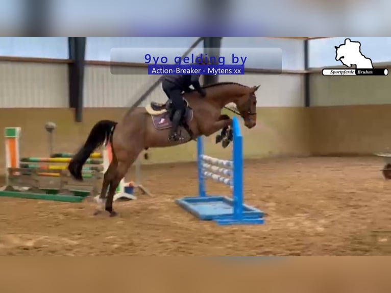 Holsteiner Ruin 9 Jaar 172 cm Bruin in Gadow