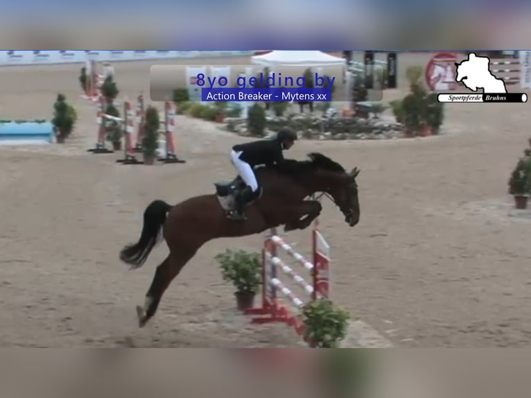 Holsteiner Ruin 9 Jaar 172 cm Bruin in Gadow