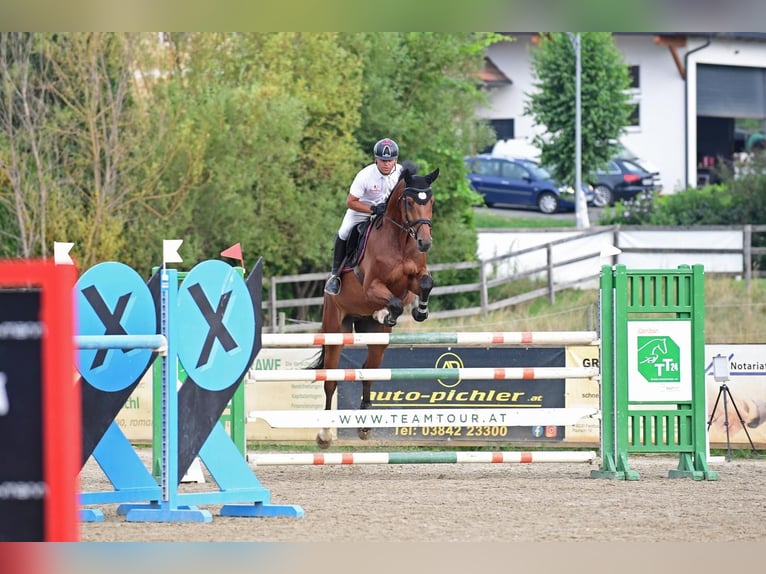 Holsteiner Ruin 9 Jaar 172 cm Bruin in Feldbach