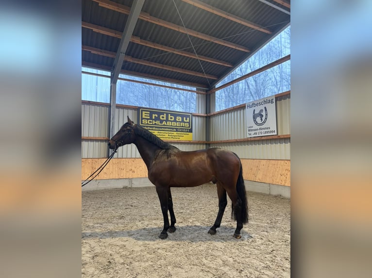Holsteiner Ruin 9 Jaar 172 cm Donkerbruin in Issum