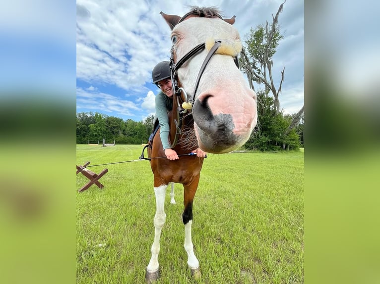 Holsteiner Ruin 9 Jaar 173 cm Tobiano-alle-kleuren in Almere