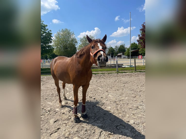 Holsteiner Ruin 9 Jaar 173 cm Vos in Ahlen