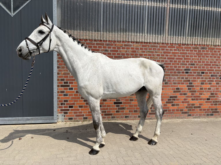 Holsteiner Ruin 9 Jaar 174 cm Schimmel in Velen