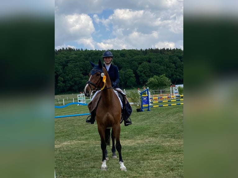 Holsteiner Ruin 9 Jaar 175 cm Bruin in Büsumer Deichhausen