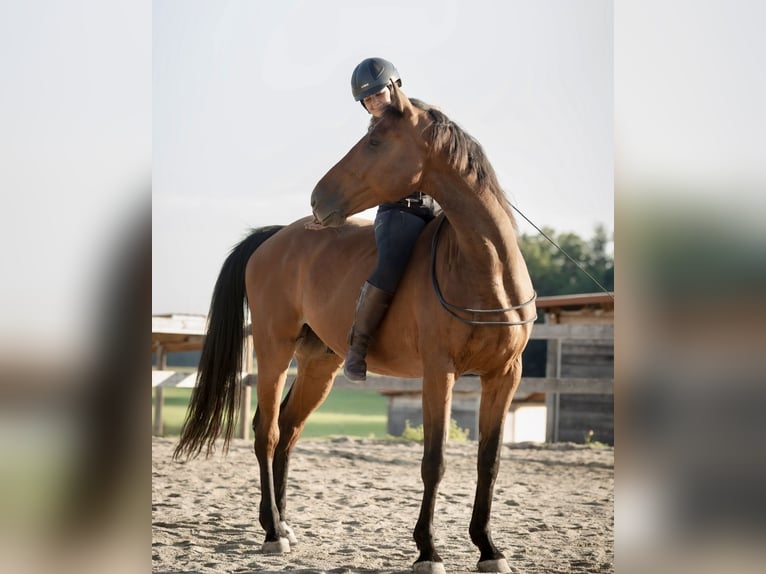 Holsteiner Ruin 9 Jaar 175 cm Bruin in Höhenkirchen-Siegertsbrunn