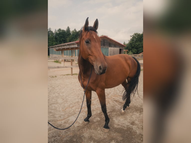 Holsteiner Ruin 9 Jaar 175 cm Bruin in Höhenkirchen-Siegertsbrunn