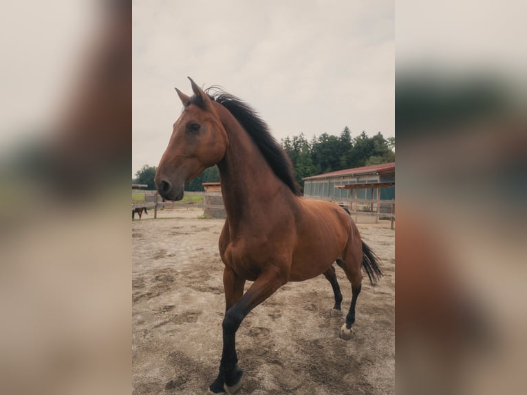 Holsteiner Ruin 9 Jaar 175 cm Bruin in Höhenkirchen-Siegertsbrunn