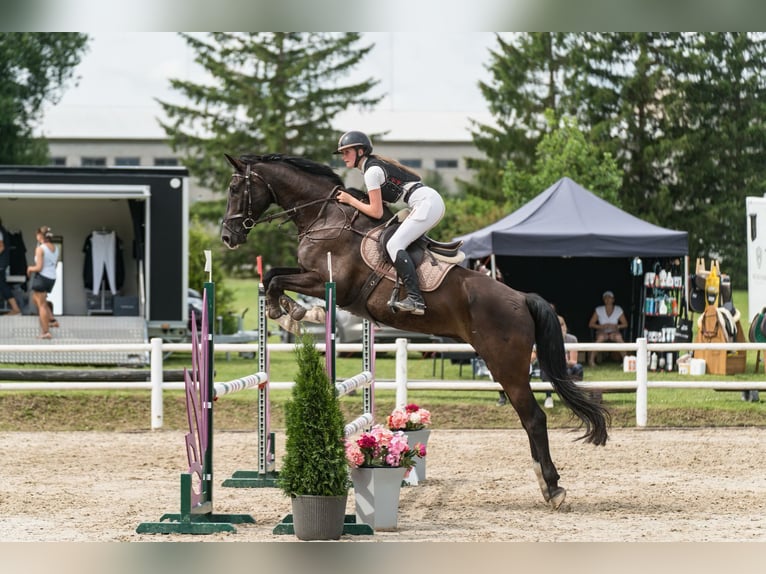 Holsteiner Mix Ruin 9 Jaar 175 cm Donkerbruin in Rakvere