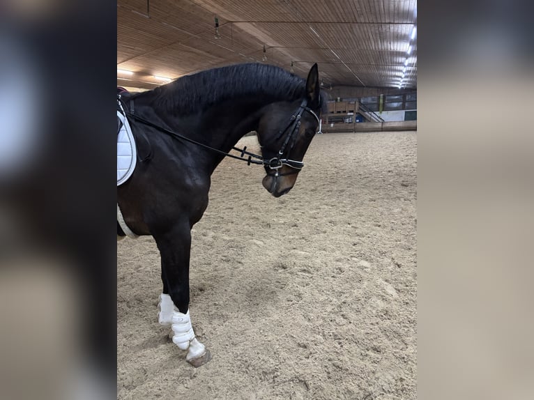 Holsteiner Ruin 9 Jaar 176 cm Bruin in Neufahrn bei Freising