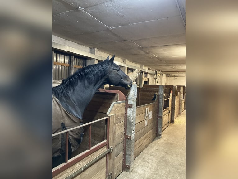 Holsteiner Ruin 9 Jaar 176 cm Zwartbruin in Retschow