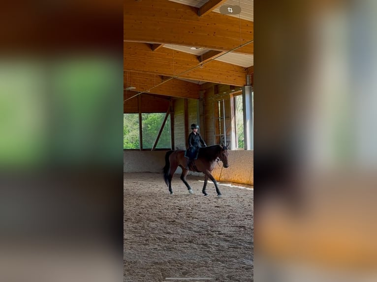 Holsteiner Ruin 9 Jaar 180 cm Bruin in Irschenberg