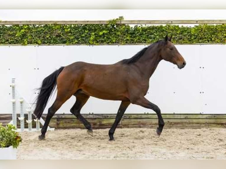 Holsteiner Sto 11 år 167 cm Brun in Waddinxveen