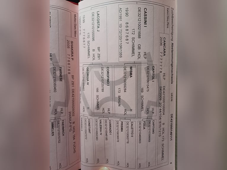 Holsteiner Sto 13 år 165 cm fux in Greifenstein