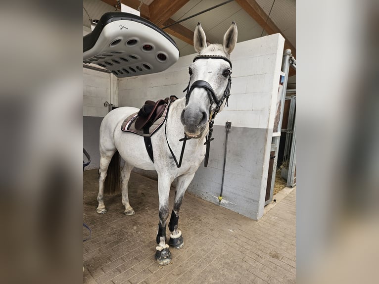 Holsteiner Sto 14 år 163 cm Grå in Brietlingen