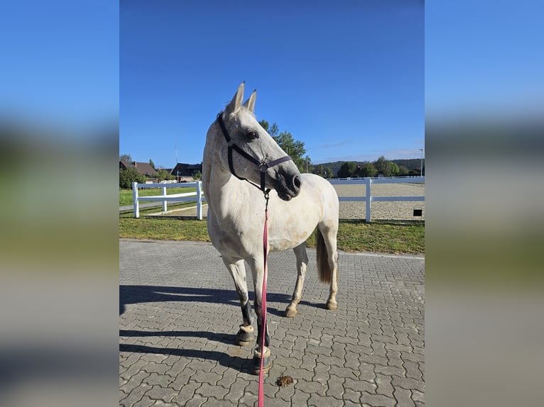 Holsteiner Sto 14 år 163 cm Grå in Brietlingen