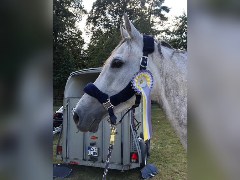 Holsteiner Sto 15 år 168 cm Grå in Steinenbronn