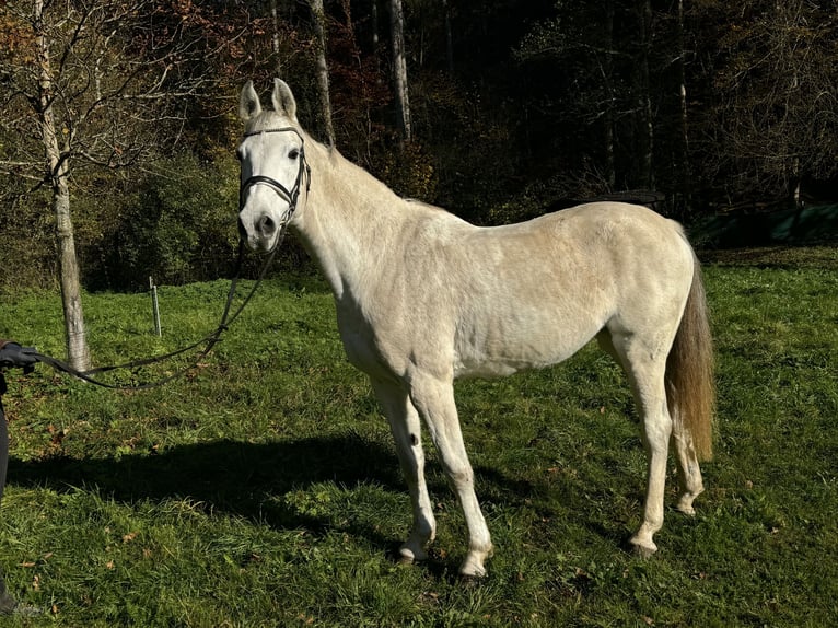 Holsteiner Sto 15 år 168 cm Grå in Steinenbronn