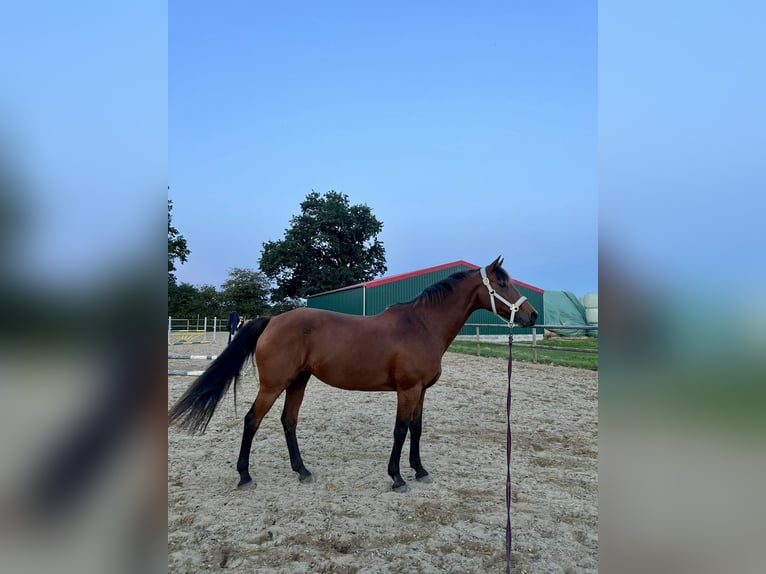 Holsteiner Sto 24 år 163 cm Brun in Schenefeld