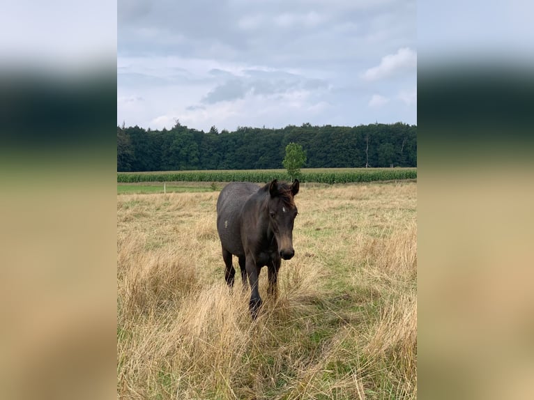 Holsteiner Sto 3 år 165 cm Gråskimmel in Sterup