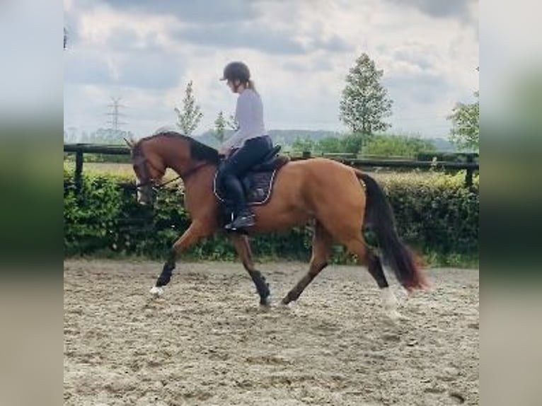 Holsteiner Sto 3 år 168 cm Brun in Anderlingen