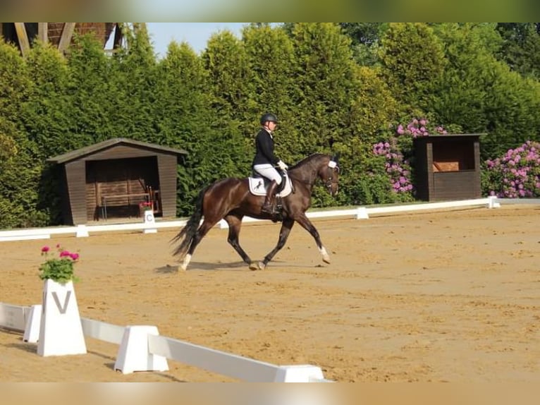 Holsteiner Sto 4 år 158 cm Brun in Hamersen