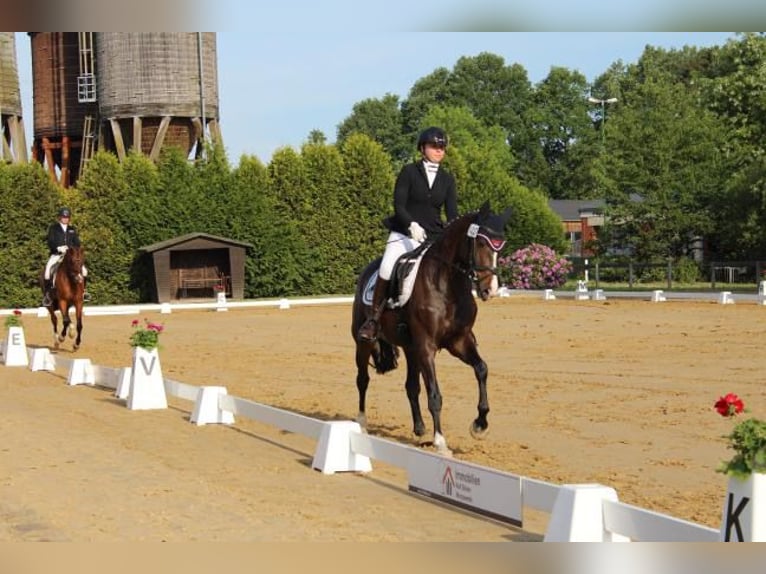 Holsteiner Sto 4 år 158 cm Brun in Hamersen