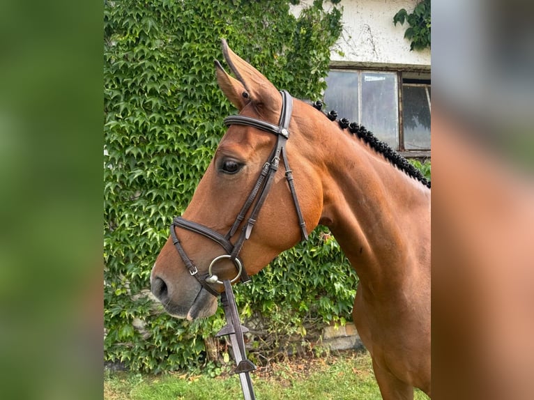 Holsteiner Sto 4 år 171 cm Brun in Schwaan