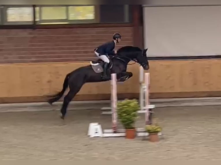 Holsteiner Sto 5 år 167 cm in Plön (Eichhorst 1)