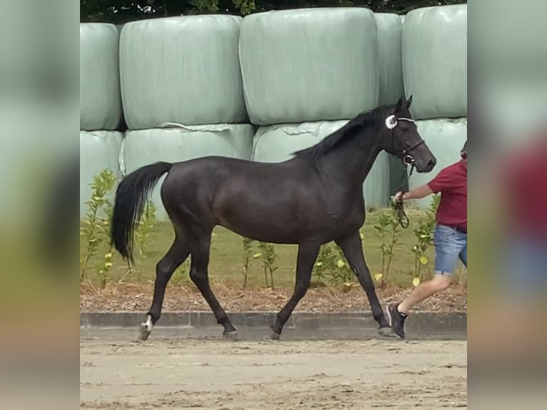 Holsteiner Sto 5 år 167 cm in Plön (Eichhorst 1)