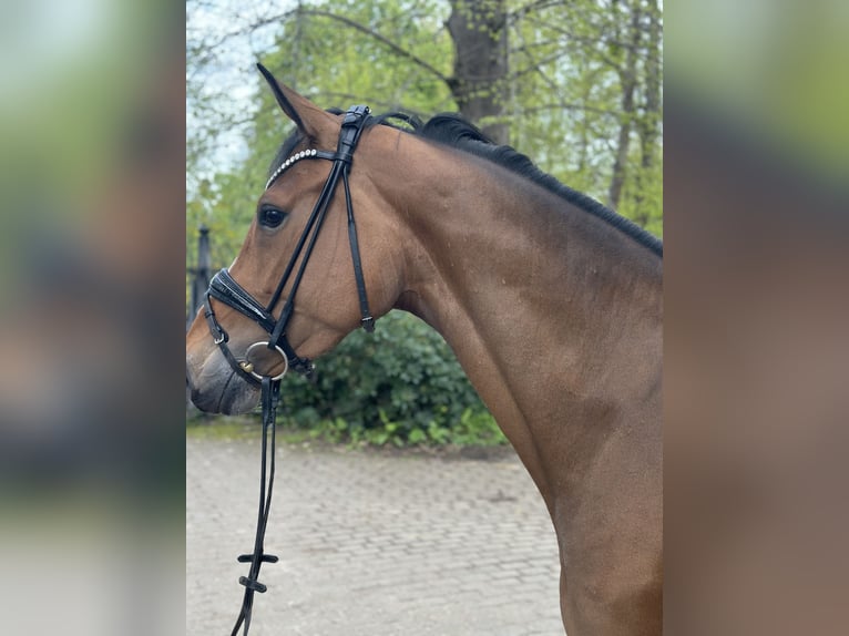 Holsteiner Sto 5 år 170 cm Brun in Heiligenstedten