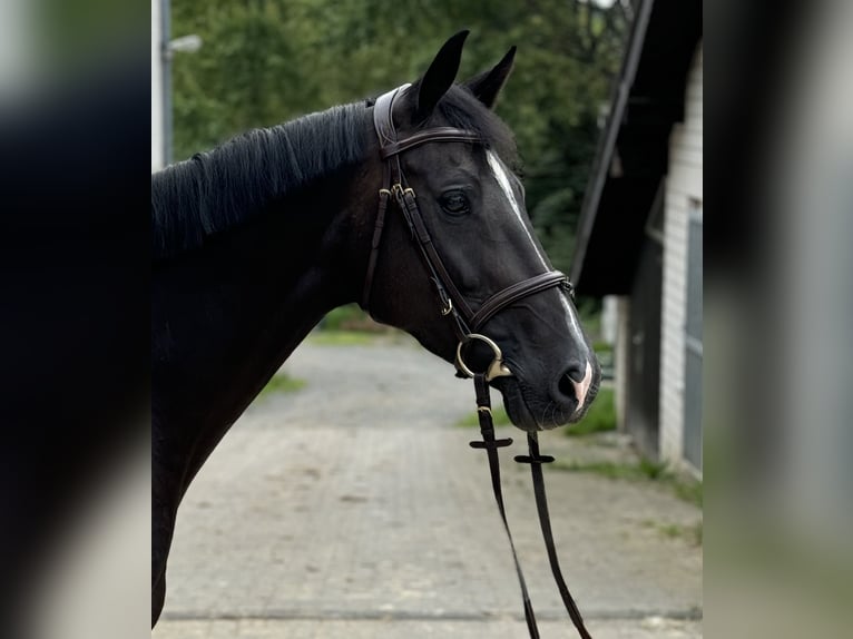 Holsteiner Sto 6 år 166 cm Mörkbrun in Kürten