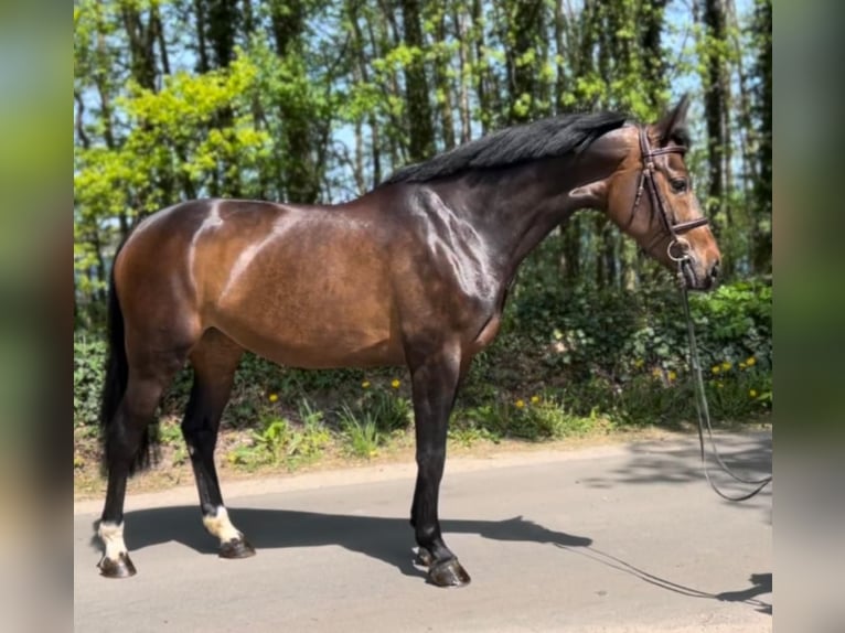 Holsteiner Sto 6 år 167 cm Mörkbrun in Celle