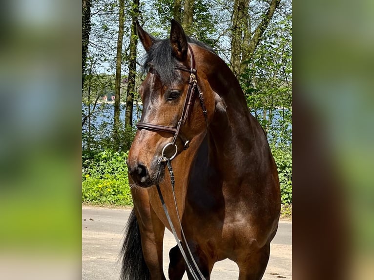 Holsteiner Sto 6 år 167 cm Mörkbrun in Celle