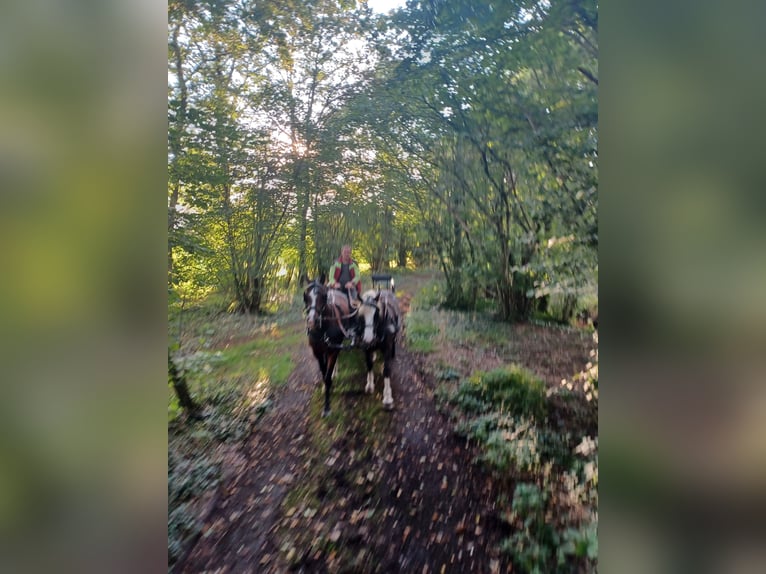 Holsteiner Sto 7 år 160 cm Brun in Tecklenburg