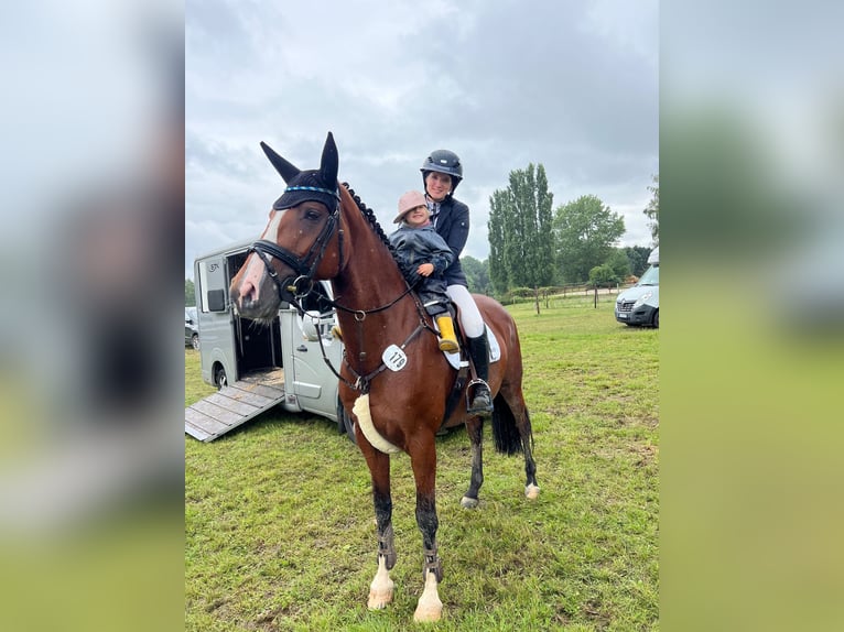 Holsteiner Sto 7 år 166 cm Brun in Elsdorf