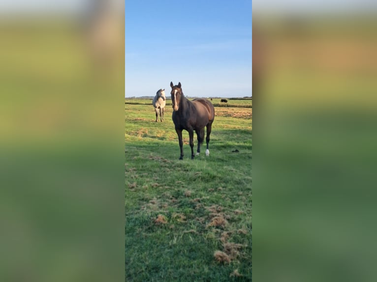 Holsteiner Sto 8 år 163 cm Brun in Wyk auf Föhr