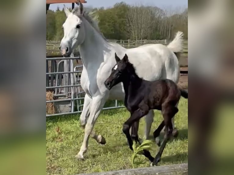 Holsteiner Sto 8 år 167 cm Grå in Granderheide