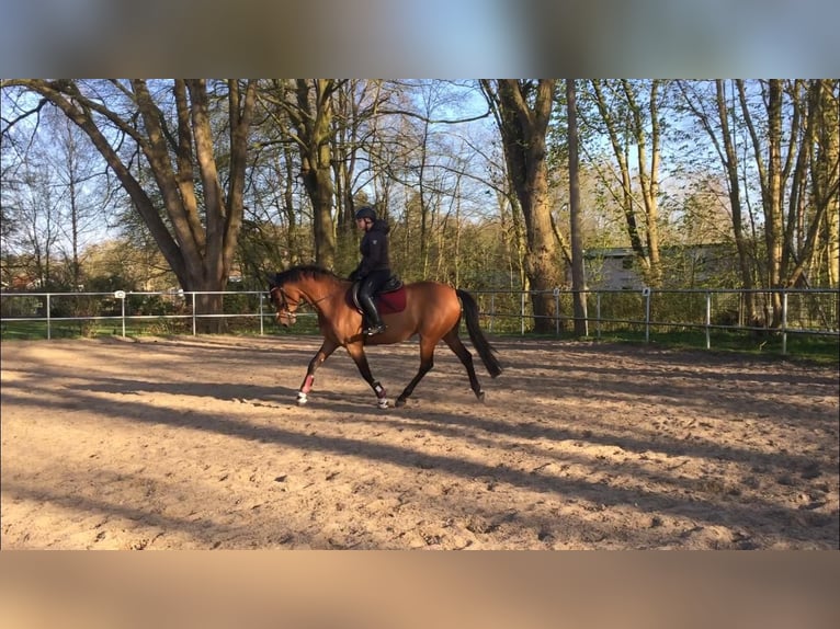 Holsteiner Sto 9 år 165 cm Brun in Wöhrden