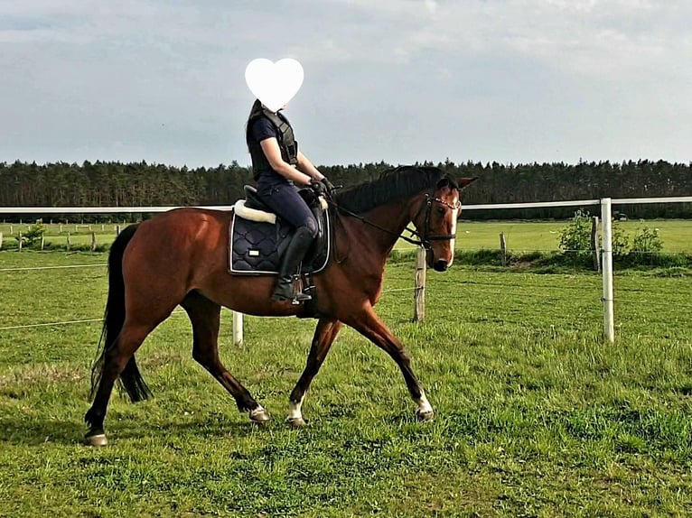 Holsteiner Stute 10 Jahre 162 cm Brauner in Wulfsen