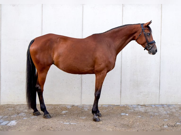 Holsteiner Stute 10 Jahre 164 cm Brauner in St Georgen bei Salzburg