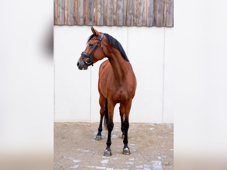 Holsteiner Stute 10 Jahre 164 cm Brauner in St Georgen bei Salzburg