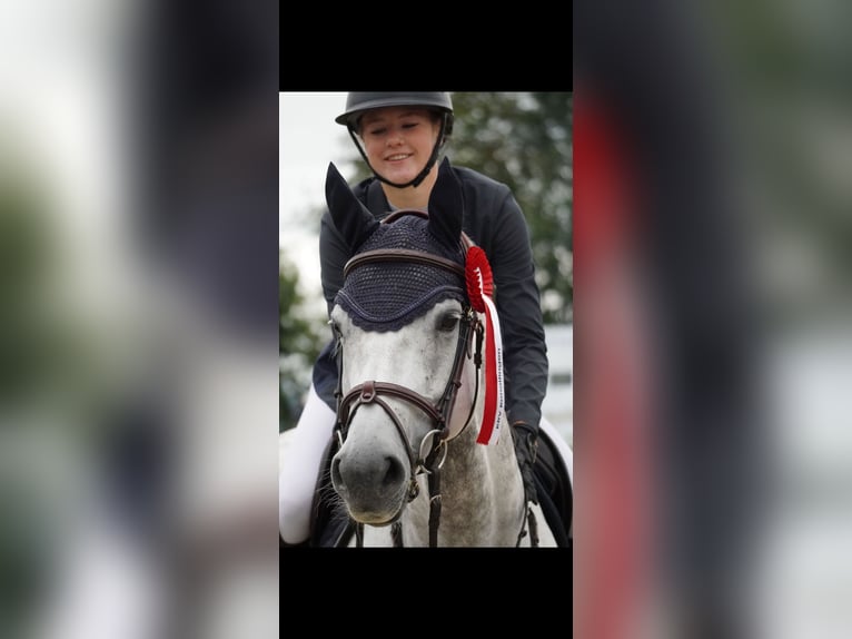 Holsteiner Stute 10 Jahre 164 cm Schimmel in M&#xFC;nsingen