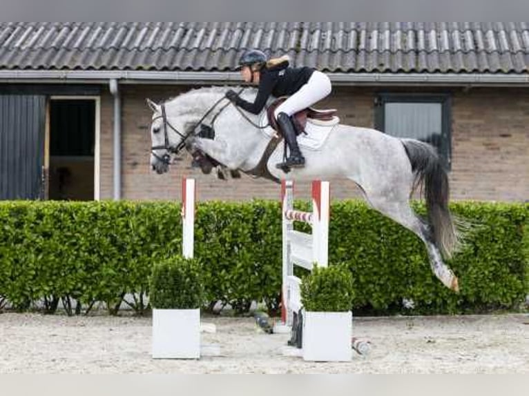 Holsteiner Stute 10 Jahre 164 cm Schimmel in Waddinxveen